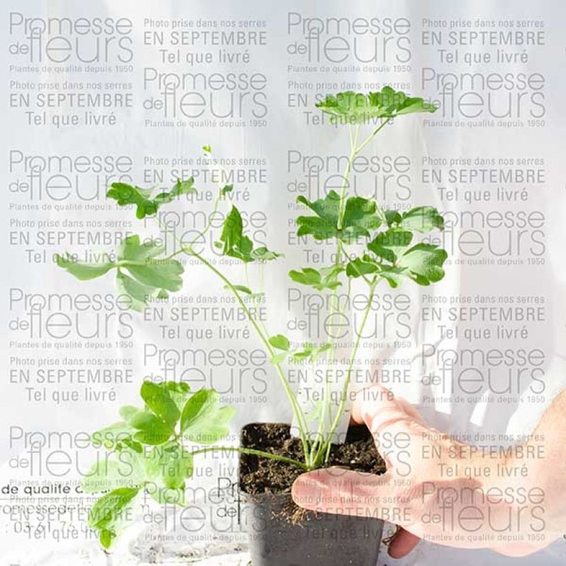 Esempio di esemplare Ancolie Nora Barlow - Aquilegia vulgaris Godet de 8/9 cm come consegnato