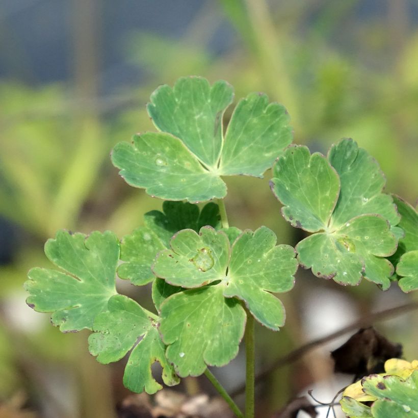 Aquilegia flabellata Cameo Blue and White (Foliage)