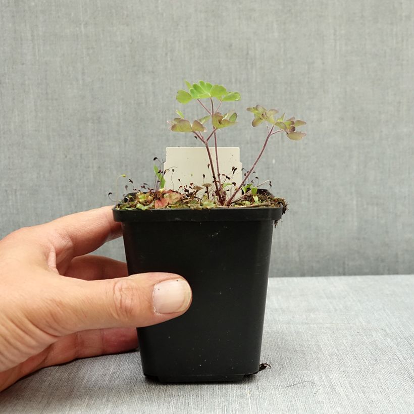 Esemplare di Aquilegia vulgaris Ruby Port Vasetto da 8/9 cm consegnato in estate