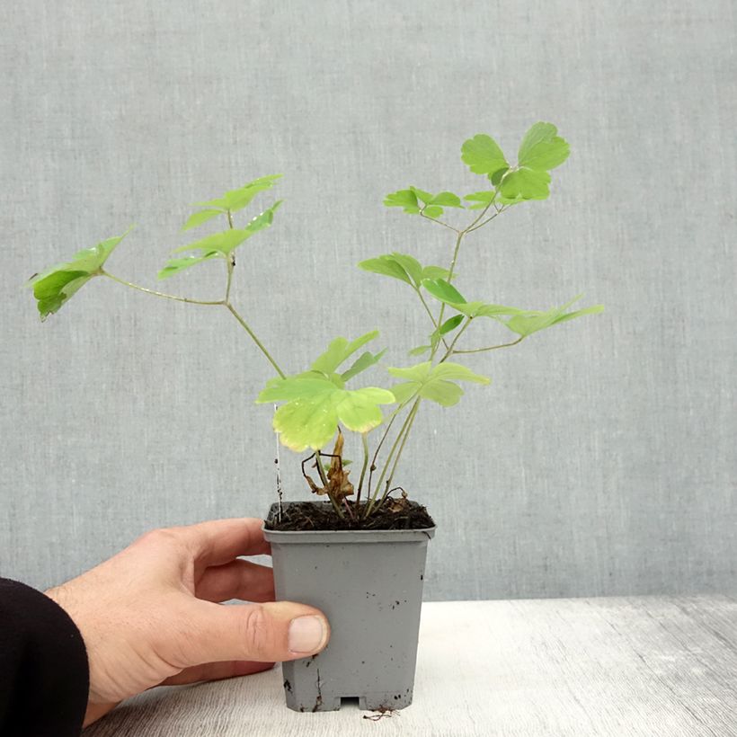 Esemplare di Aquilegia Winky Double Rose White Vasetto da 8/9 cm come consegnato in autunno
