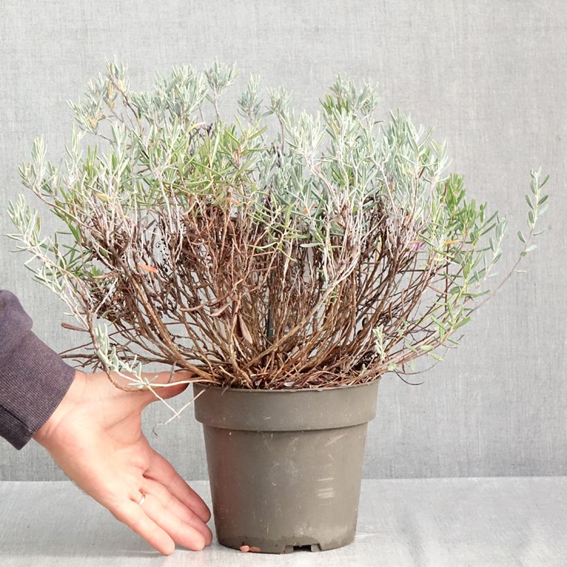 Esemplare di Andromeda polifolia Blue Lagoon - Rosmarino di palude Vaso da 2L/3L come consegnato in autunno
