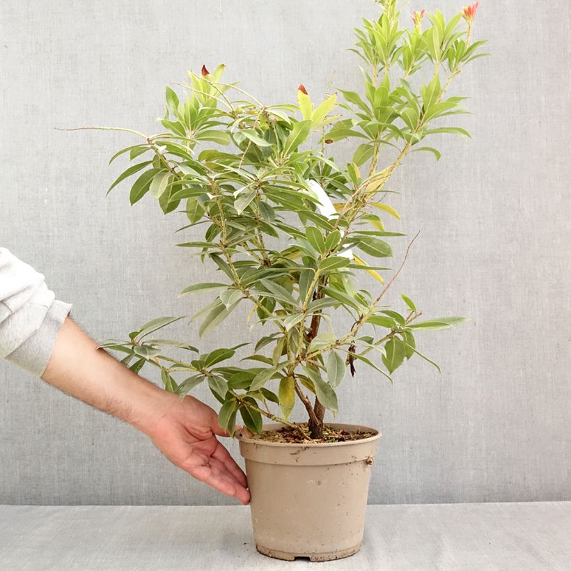 Esemplare di Pieris formosa var. forrestii Vaso da 4L/5L come consegnato in autunno