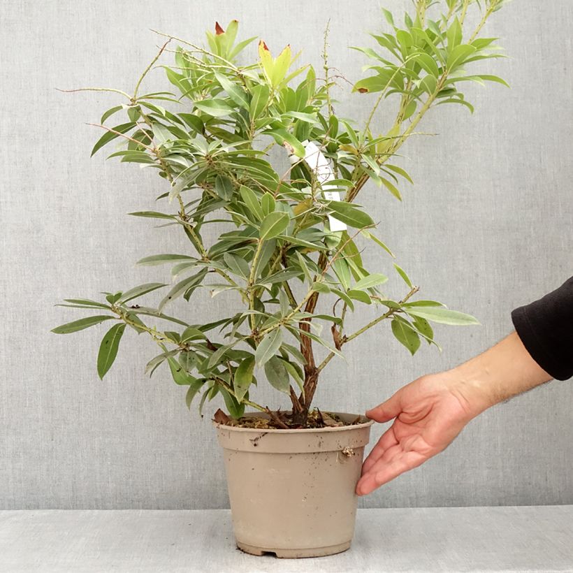 Esemplare di Pieris formosa var. forrestii Vaso da 4L/5L consegnato in estate