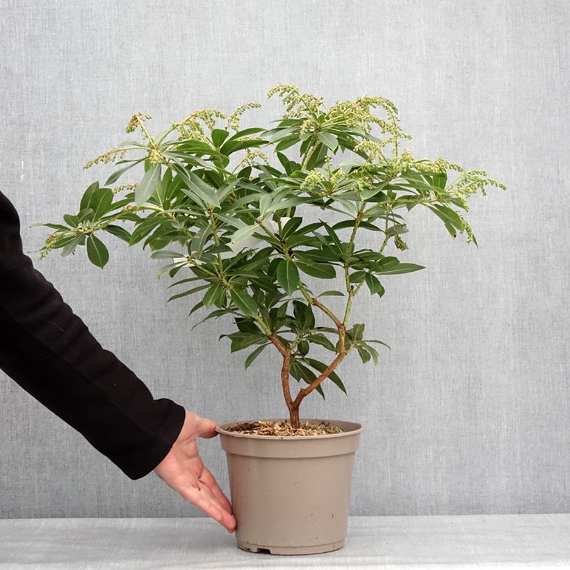 Andromède de Formose - Pieris formosa var. forrestii Pot de 4L/5L esemplare consegnato in inverno