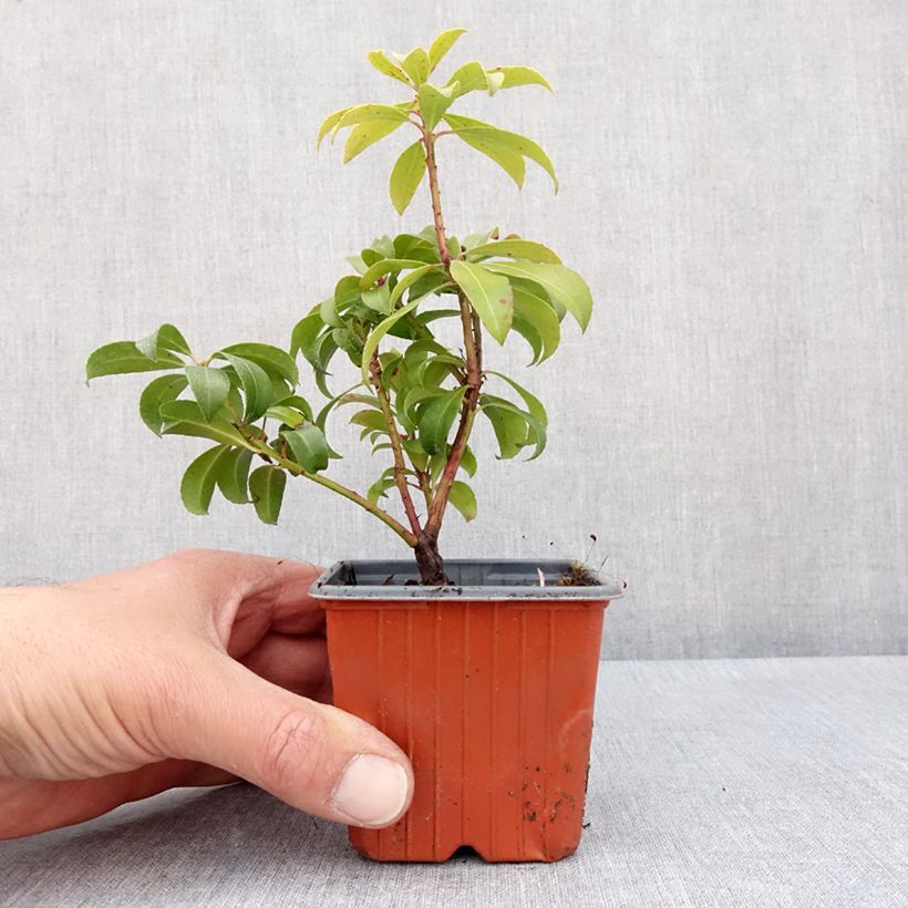 Example of Pieris japonica Bonfire Vasetto da 8/9 cm as you get in printemps