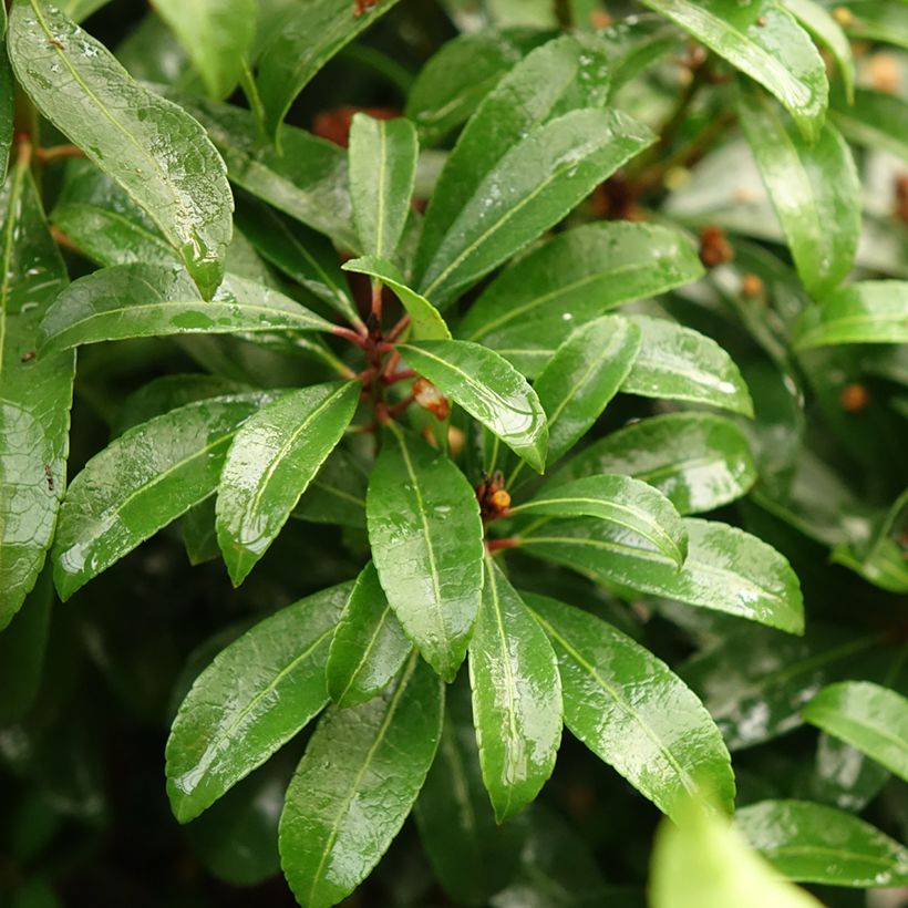 Pieris japonica Bonfire (Foliage)