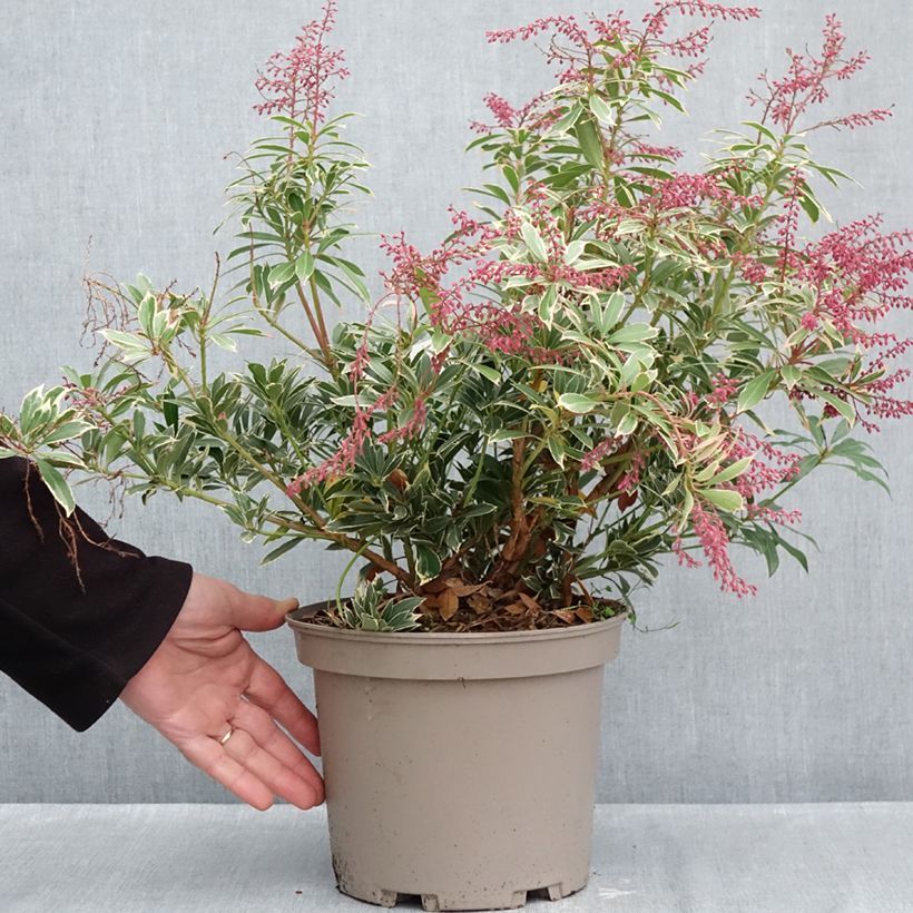 Esemplare di Pieris japonica Polar passion Vaso da 2L/3L come consegnato in autunno