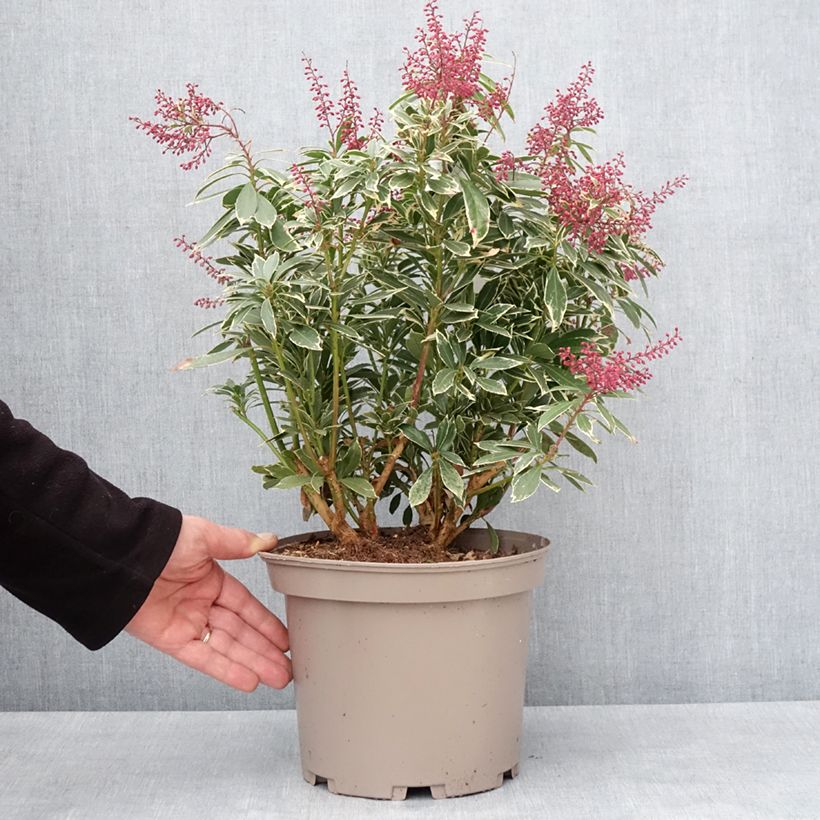 Andromède du Japon - Pieris japonica Polar passion Pot de 2L/3L esemplare consegnato in inverno