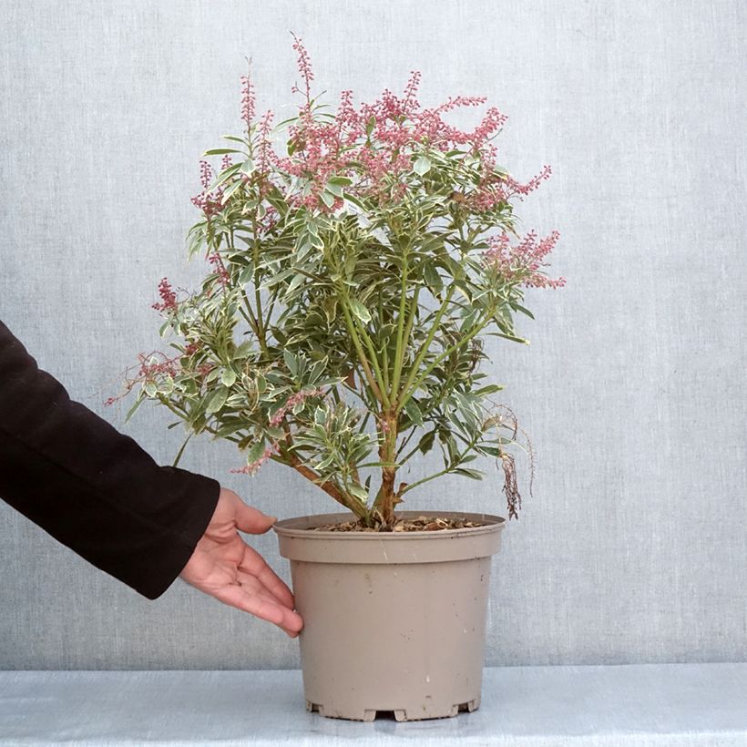 Pieris japonica Polar passion Vaso da 2L/3L esemplare consegnato in primavera