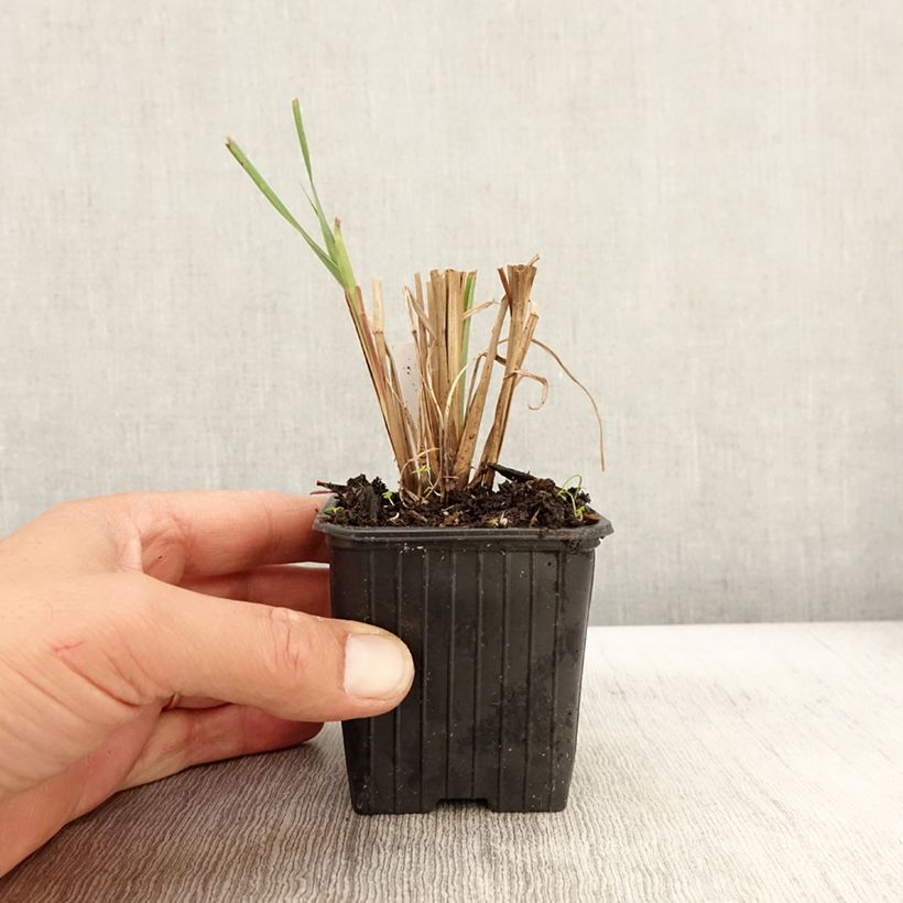 Esemplare di Andropogon gerardii Blackhawks Vasetto da 8/9 cm come consegnato in autunno