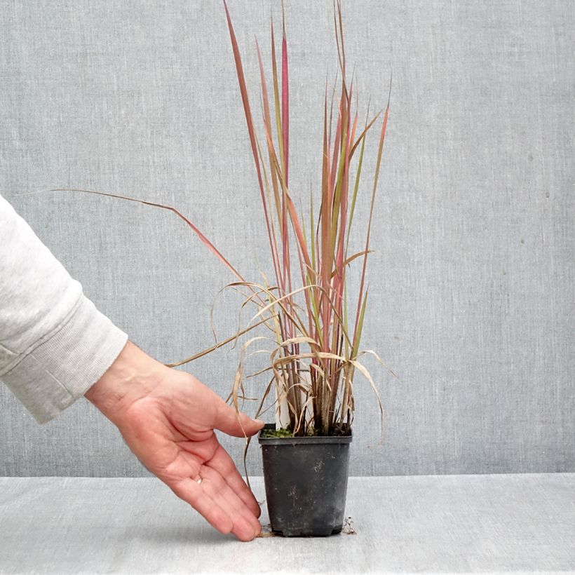 Esemplare di Andropogon gerardii Red October Vasetto da 8/9 cm come consegnato in autunno