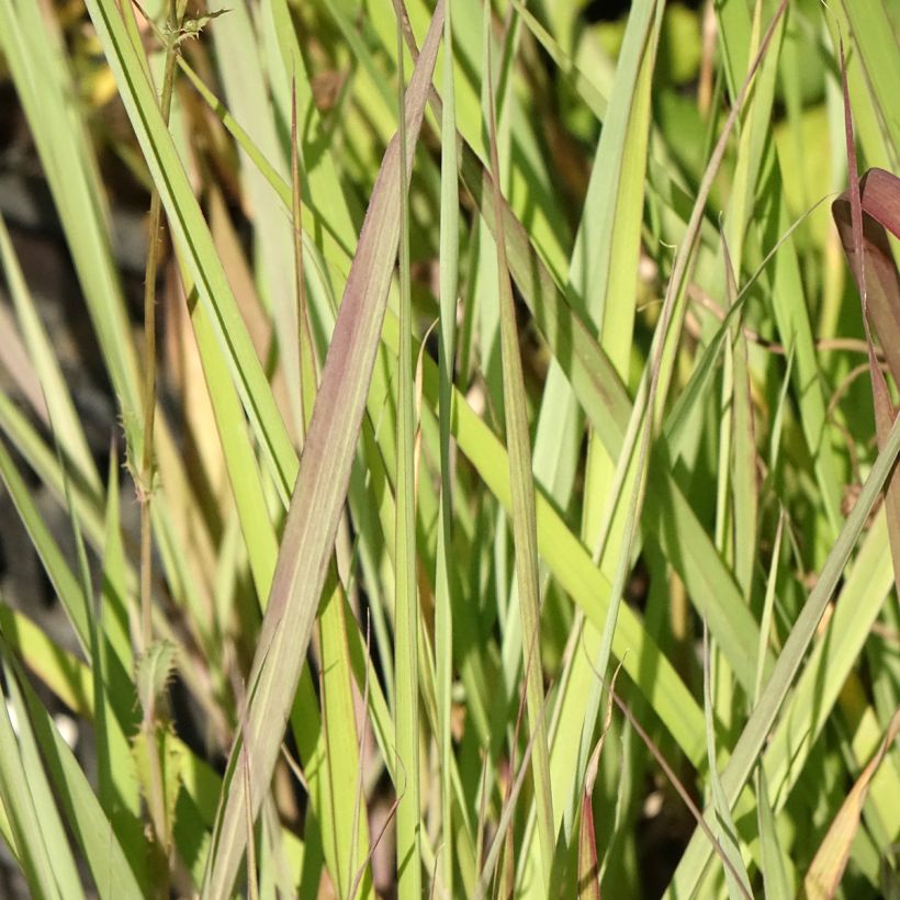 Andropogon gerardii Red October (Fogliame)