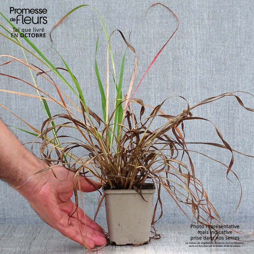 Esemplare di Andropogon hallii Purple Konza Vasetto da 8/9 cm come consegnato in autunno