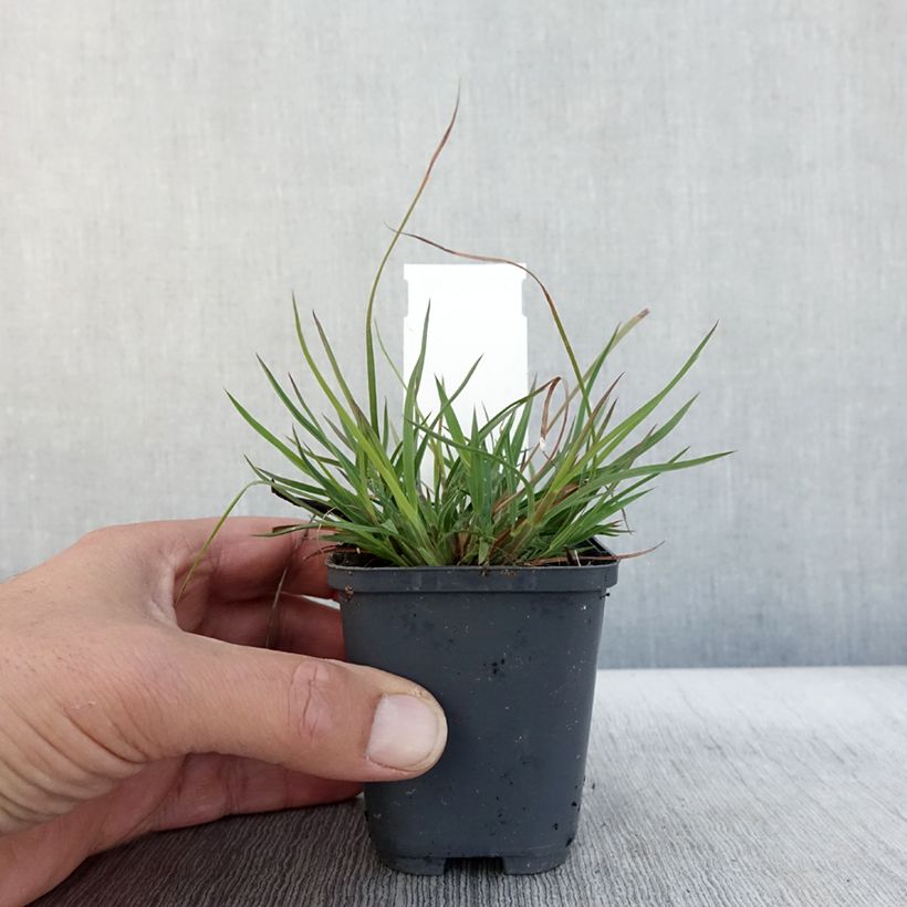 Esemplare di Andropogon ternarius Vasetto da 8/9 cm come consegnato in autunno