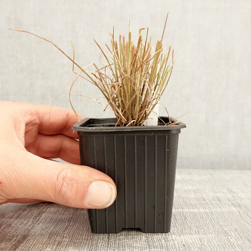 Example of Andropogon ternarius Vasetto da 8/9 cm as you get in printemps