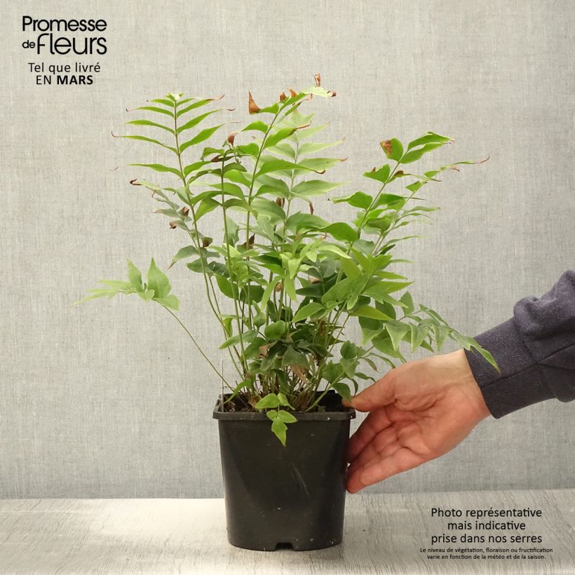 Anemia mexicana Vaso da 2L/3L esemplare consegnato in primavera