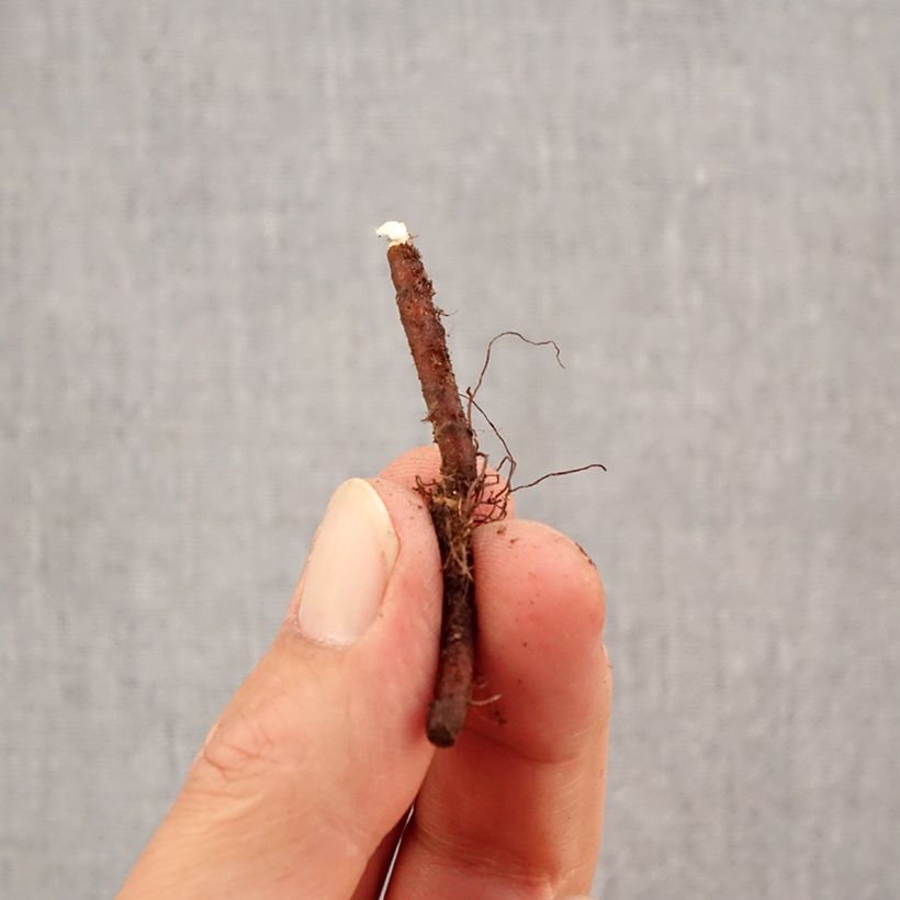 Esemplare di Anemone apennina Alba Bulbo taglia I come consegnato in autunno