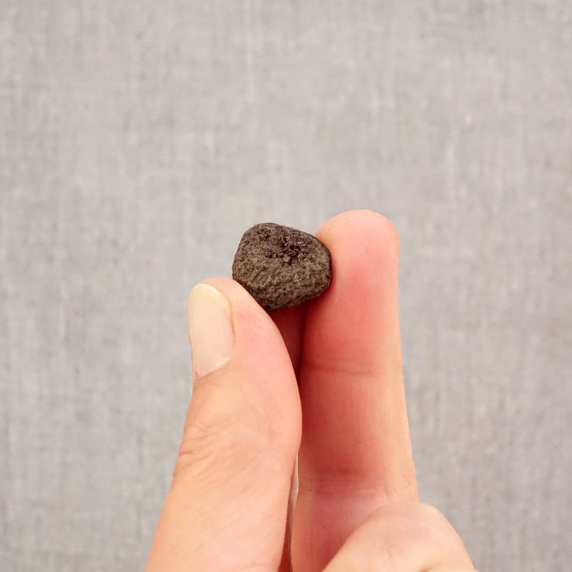 Esemplare di Anemone blanda Blue Shades Bulbo taglia 5+ come consegnato in autunno