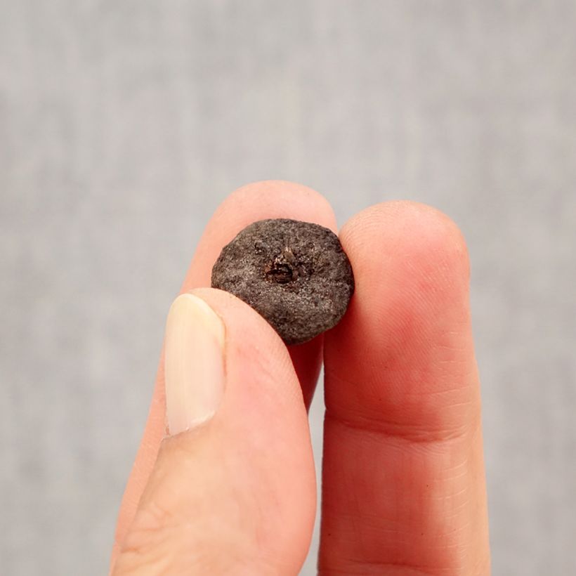 Esemplare di Anemone blanda White Splendour Bulbo taglia 5 come consegnato in autunno