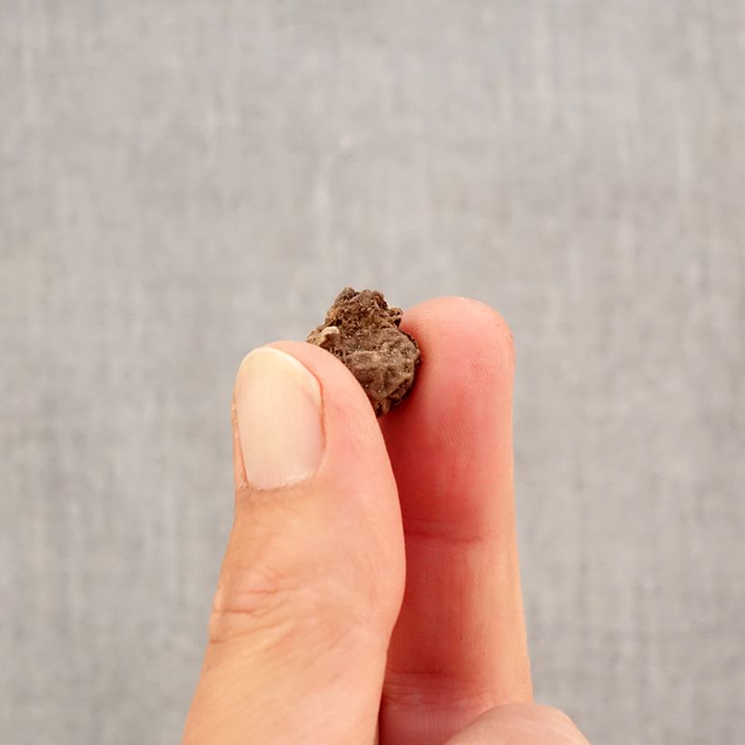 Esemplare di Anemone coronaria Bicolor - Anemone dei fiorai Bulbo taglia 4+ come consegnato in autunno