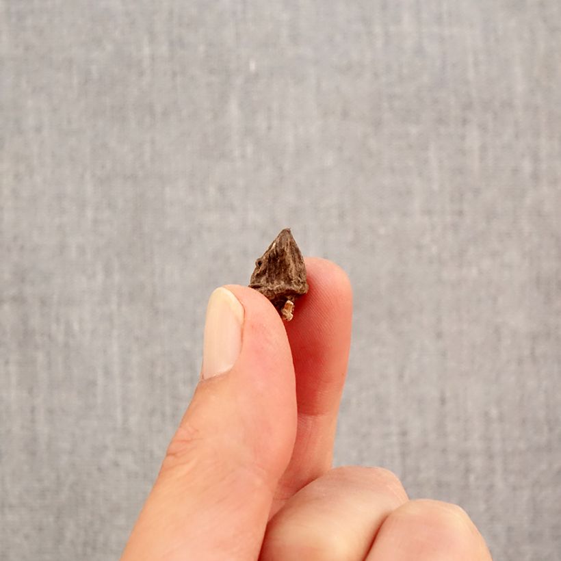 Example of Anemone coronaria Mix - Anemone dei fiorai Bulbo taglia 4+ as you get in automne