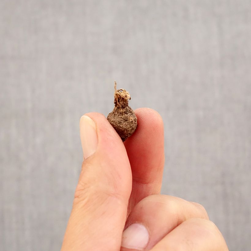 Example of Anemone coronaria Mount Everest - Anemone dei fiorai Bulbo taglia 5 as you get in automne