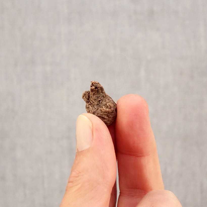 Example of Anemone coronaria Mr Fokker - Anemone dei fiorai Bulbo taglia 5 as you get in automne