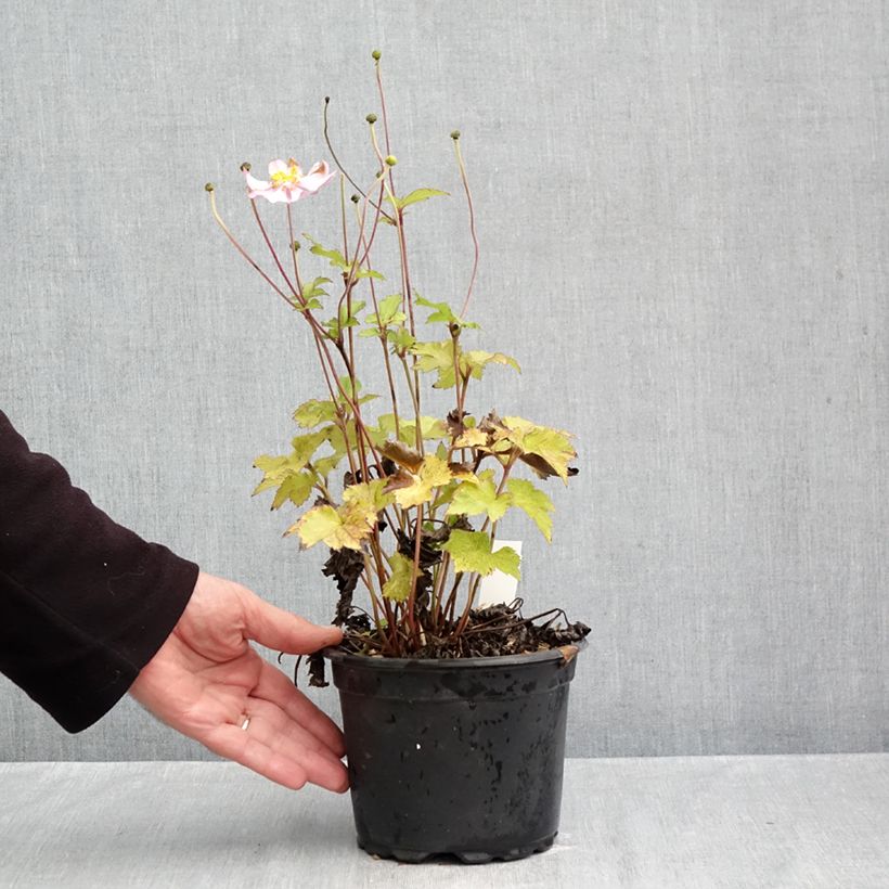 Esemplare di Anemone hupehensis Crispa - Anemone giapponese Vaso da 2L/3L come consegnato in autunno