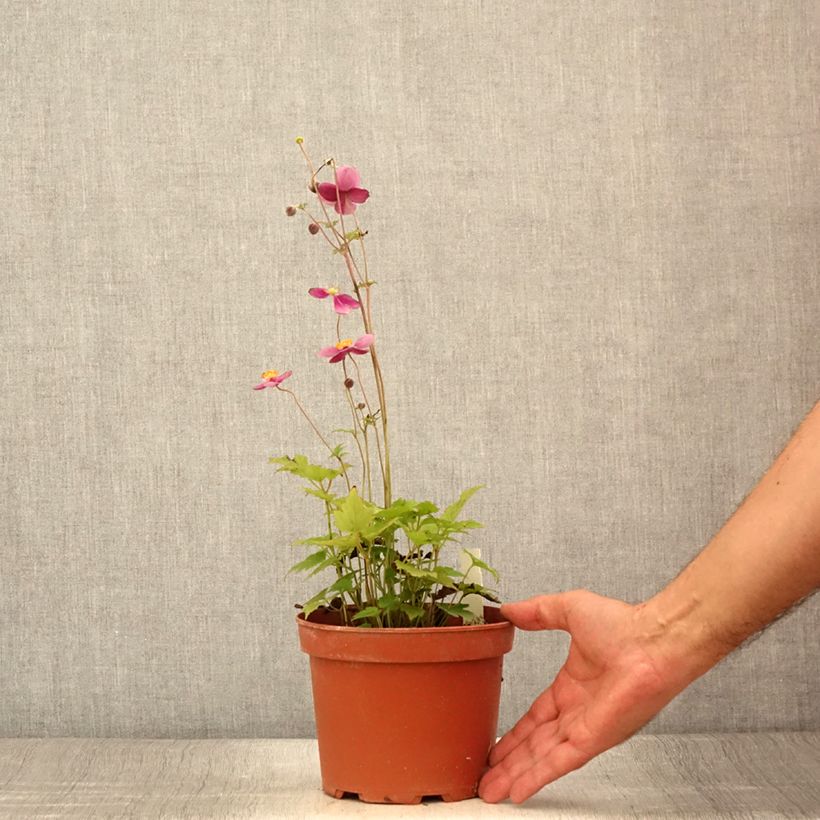 Esemplare di Anemone hupehensis Crispa - Anemone giapponese Vaso da 2L/3L consegnato in estate