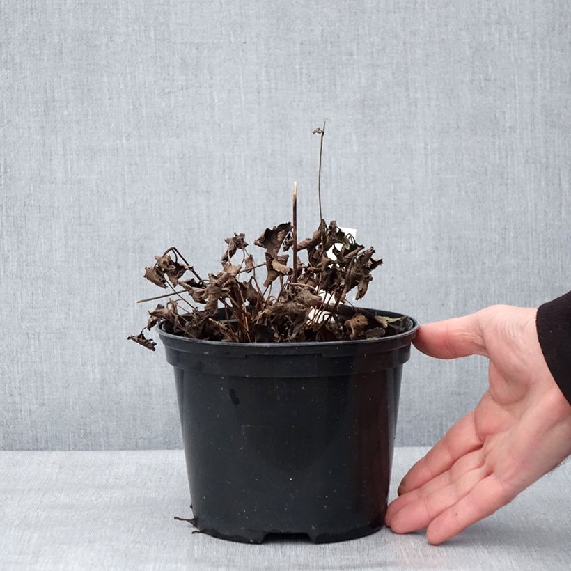 Example of Anemone hupehensis Crispa - Anemone giapponese Vaso da 2L/3L as you get in hiver