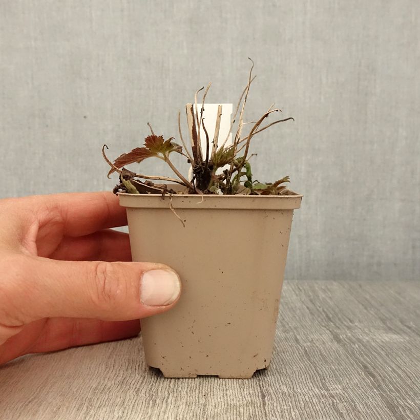 Example of Anemone Fall in Love Sweetly - Anemone giapponese Vasetto da 8/9 cm as you get in printemps