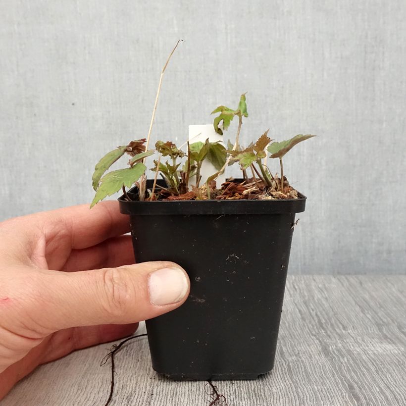 Example of Anemone Fantasy Ariel - Anemone giapponese Vasetto da 8/9 cm as you get in printemps