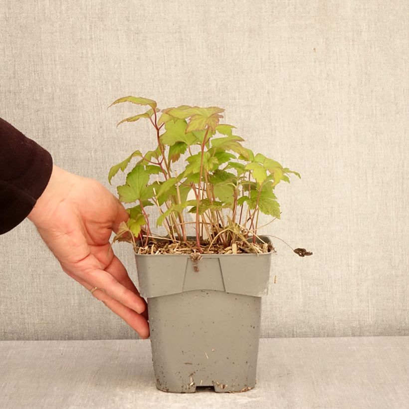 Anemone Fantasy Ariel - Anemone giapponese Vaso da 2L/3L esemplare consegnato in primavera