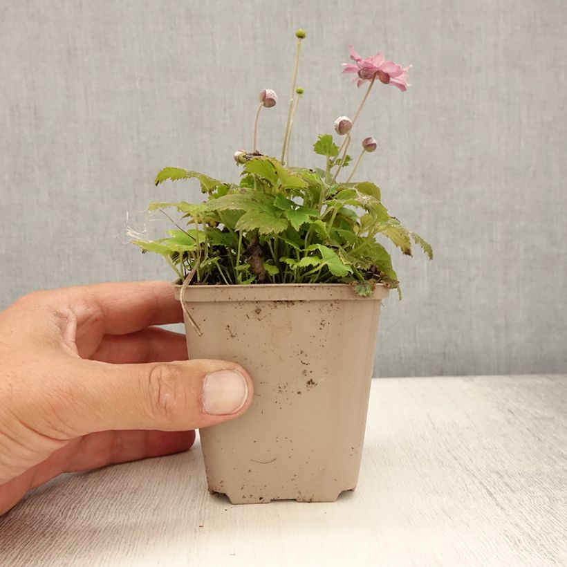 Esemplare di Anemone hupehensis Fantasy Pocahontas - Anemone giapponese Vasetto da 8/9 cm consegnato in estate