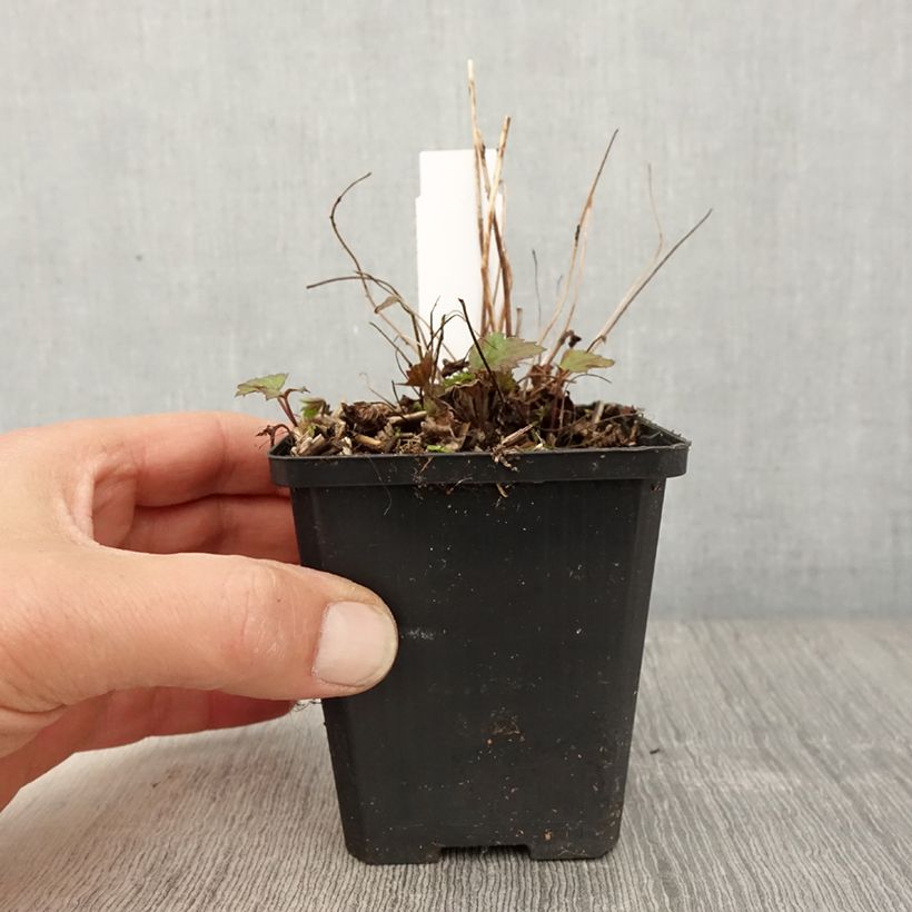 Anemone Fantasy Red Riding Hood - Anemone giapponese Vasetto da 8/9 cm esemplare consegnato in primavera