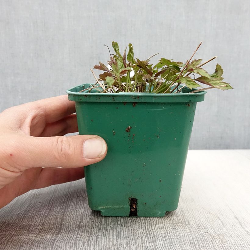 Example of Anemone hupehensis Pamina - Anemone giapponese Vaso da 1L/1,5L as you get in printemps