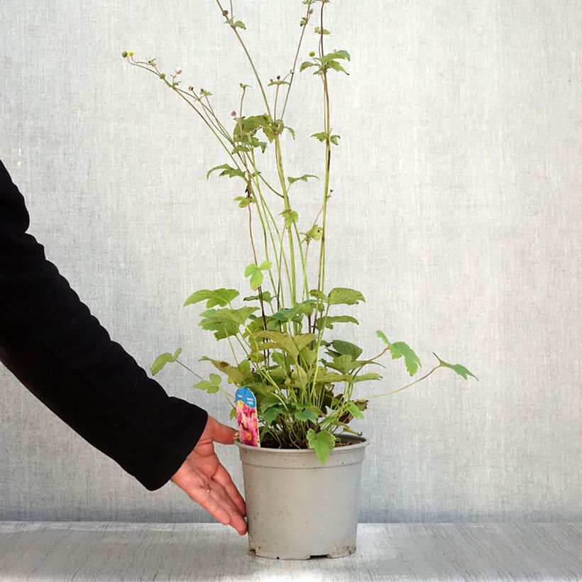 Esemplare di Anémone du Japon Pamina - Anemone hupehensis var. japonica Pot de 3L/4L come consegnato in autunno