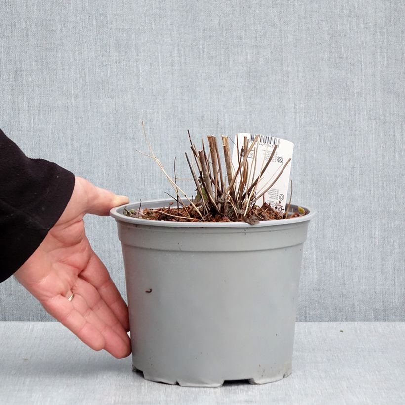 Example of Anemone hupehensis Pamina - Anemone giapponese Vaso da 3L/4L as you get in printemps