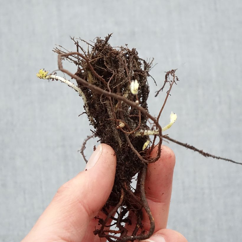 Example of Anemone hupehensis Pamina - Anemone giapponese Piante piccole a radice nuda as you get in hiver