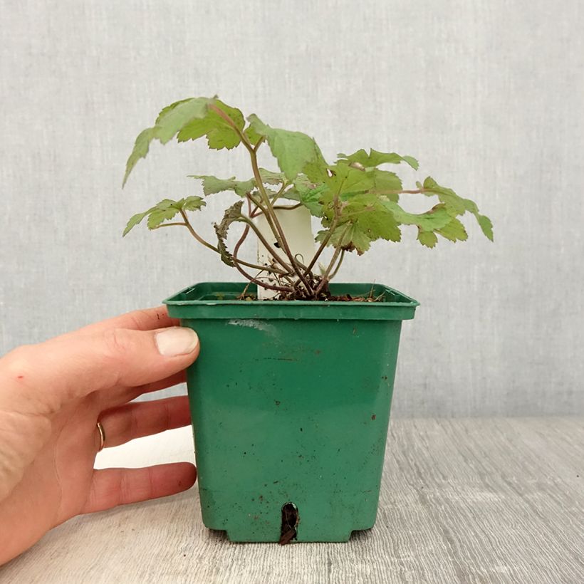 Example of Anemone tomentosa Robustissima Vaso da 1,5L/2L as you get in printemps