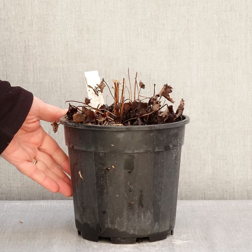 Anemone hupehensis Praecox - Anemone giapponese Vaso da 2L/3L esemplare consegnato in inverno