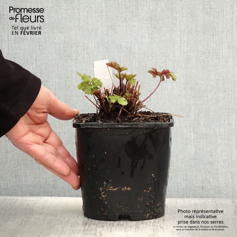 Anemone hybride Elfin Swan - Anémone japonaise. Pot de 2L/3L esemplare consegnato in inverno