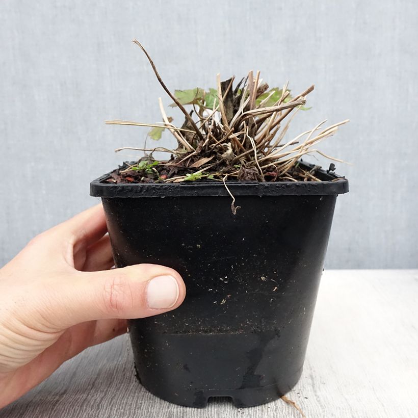 Example of Anemone Elfin Swan - Anemone giapponese Vaso da 2L/3L as you get in printemps