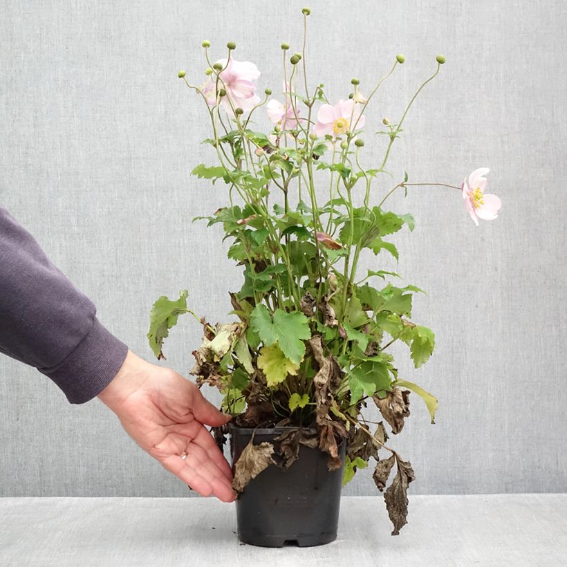 Esemplare di Anemone Royal Blush - Anemone giapponese Vaso da 1,5L/2L come consegnato in autunno