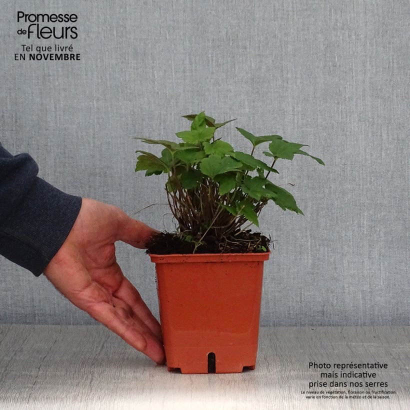 Esemplare di Anémone hybride Snow Angels Pot de 1L/1,5L come consegnato in autunno