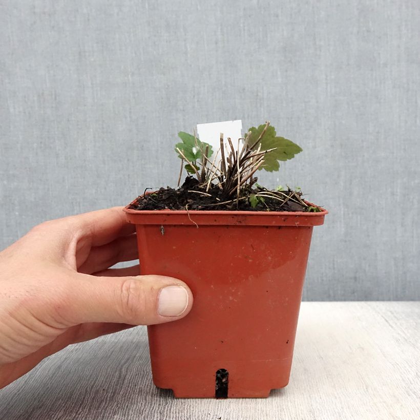 Anemone hupehensis Snow Angels - Anemone giapponese Vaso da 1L/1,5L esemplare consegnato in primavera