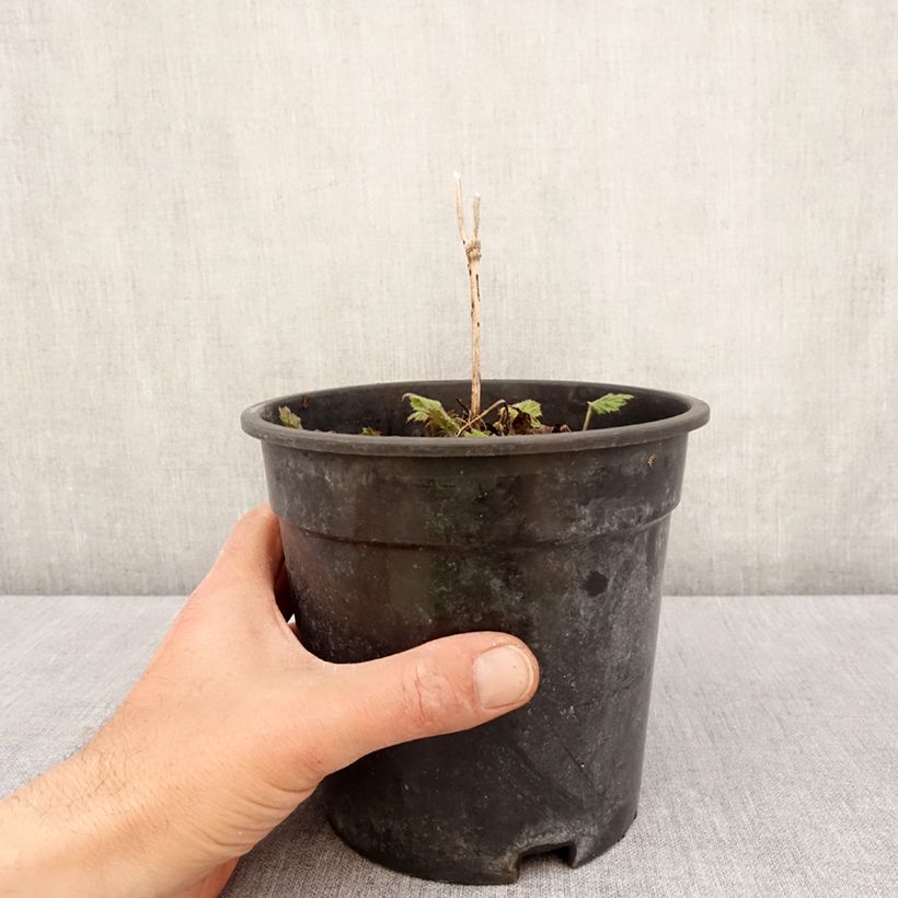 Example of Anemone Andrea Atkinson - Anemone giapponese Vaso da 2L/3L as you get in printemps