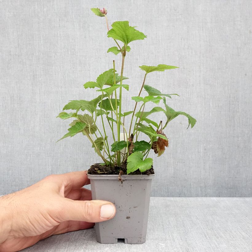 Esemplare di Anemone Margarete - Anemone giapponese Vasetto da 8/9 cm come consegnato in autunno