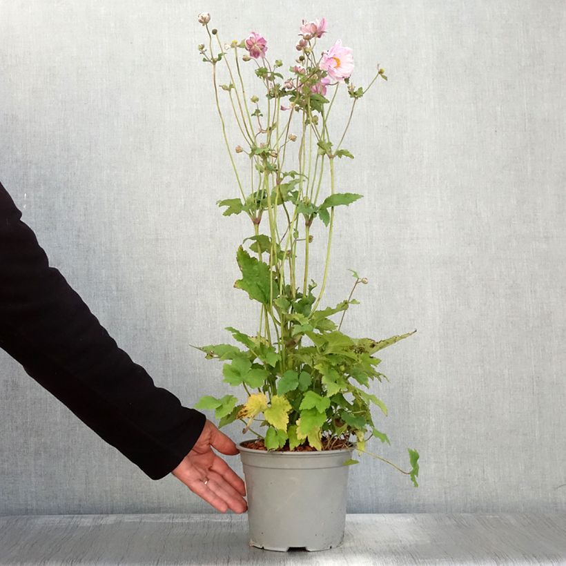 Esemplare di Anémone japonaise Mont Rose Pot de 3L/4L come consegnato in autunno