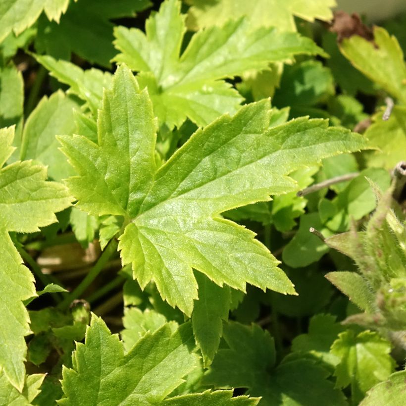 Anemone hupehensis Pretty Lady Maria - Anemone giapponese (Fogliame)